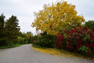 Kuzey Kafkasya 'nın eteklerindeki tatil beldesi Nalchik' te sonbahar akçaağacı, sarı yapraklı üzüm ve kırmızı yapraklı panorama.                              