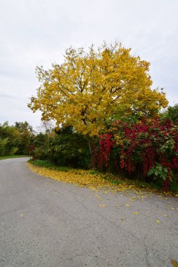  Kuzey Kafkasya 'nın eteklerindeki Nalchik tatil köyünde sonbahar akçaağacı, sarı yapraklı ve kırmızı yapraklı üzümlü yol manzarası                              