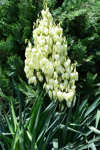 Покриття Білих Квітів Юкка Алоїфолія Тушею Квітковому Ліжку Передгір Північного — стокове фото