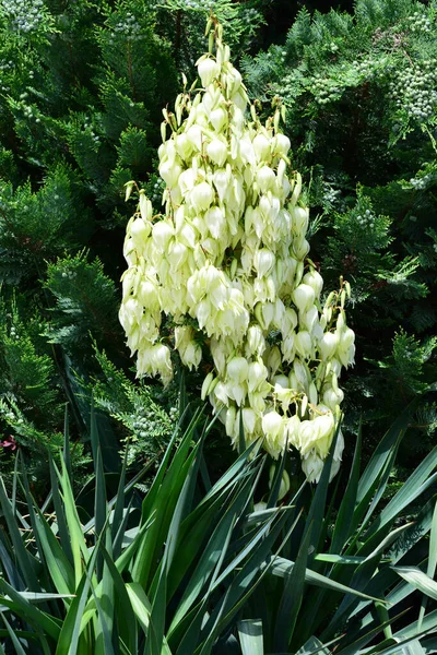 Зблизька Влітку Білі Квіти Юкка Алоїфолія Туйєю Квітковому Ліжку Передгір — стокове фото