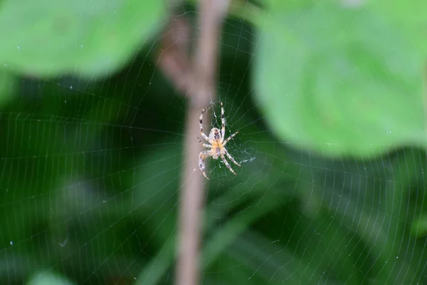 Macro Van Een Kleine Spin Van Een Kruis Van Het — Stockfoto