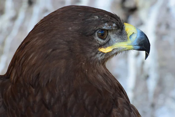 Retrato Pájaro Del Águila Real Aquila Chrysaetos Con Ojos Marrones —  Fotos de Stock