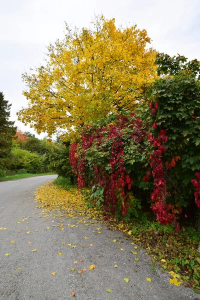 Blick Auf Die Straße Mit Herbst Ahorn Mit Gelben Blättern — Stockfoto