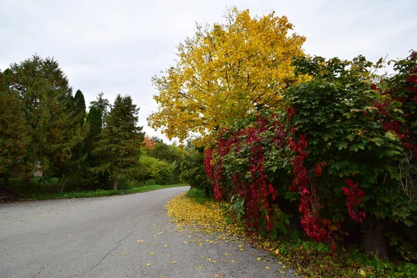 Blick Auf Die Straße Mit Herbst Ahorn Und Trauben Mit — Stockfoto