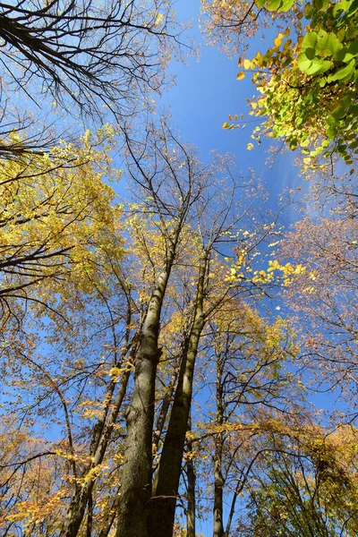 Panorama Des Branches Arbres Feuilles Caduques Automnaux Avec Des Feuilles — Photo