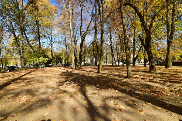 Panorama Parc Automne Avec Des Arbres Des Feuilles Colorées Dans — Photo