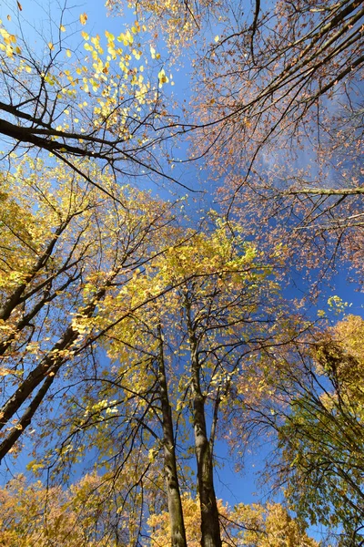 Herbstliche Zweige Von Laubbäumen Mit Gelben Und Grünen Blättern Vor — Stockfoto