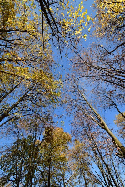 Blick Auf Herbstliche Zweige Von Laubbäumen Mit Gelben Blättern Gegen — Stockfoto