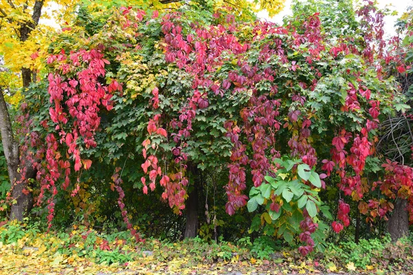 秋天的野葡萄 红叶交织在枫树上 枫叶黄黄 生长在北高加索地区的山脚下 免版税图库图片