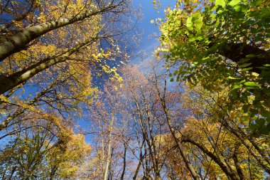 Kuzey Kafkasya 'nın eteklerindeki Nalchik şehrindeki mavi gökyüzüne karşı sarı ve yeşil yapraklar ve ışık huzmeleri ile sonbahar ağaçlarının manzarası.
