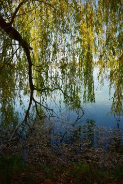 Kuzey Kafkasya 'nın eteklerinde, sonbaharda gölün yukarısında söğüt dalları asılı kıyı manzarası                               