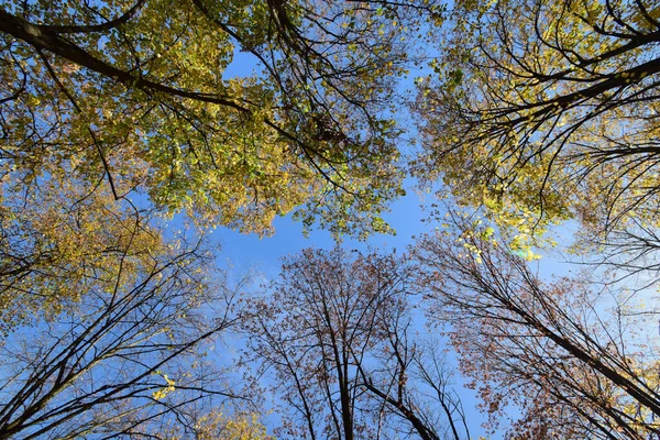 Panorama Árboles Caducifolios Otoñales Con Hojas Amarillas Contra Cielo Azul —  Fotos de Stock