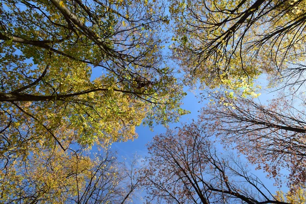 Vista Árboles Caducifolios Amarillos Otoño Contra Cielo Azul Ciudad Nalchik — Foto de Stock