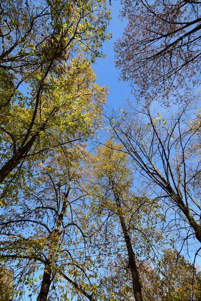 Vista Árboles Otoñales Hoja Caduca Contra Cielo Azul Ciudad Nalchik —  Fotos de Stock