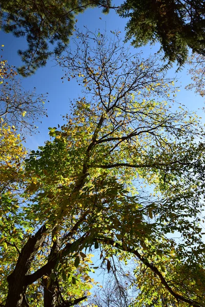 Blick Auf Herbstliche Laubbäume Und Grüne Nadelbäume Gegen Den Blauen — Stockfoto