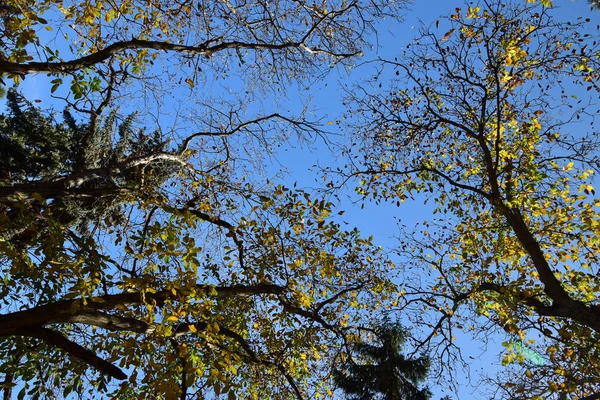 Panorama Jesiennych Drzew Liściastych Zielonych Tle Błękitnego Nieba Mieście Nalchik — Zdjęcie stockowe