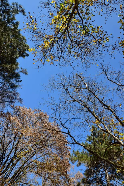 Panorama Árboles Coníferas Verdes Caducifolios Amarillos Otoñales Contra Cielo Azul — Foto de Stock