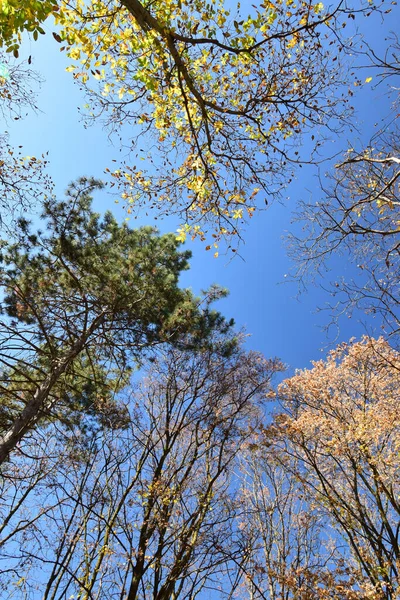 Panorama Árboles Coníferas Verdes Caducifolios Amarillos Contra Cielo Azul Ciudad —  Fotos de Stock