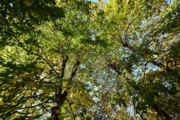 Panorama Árvores Outono Coroas Com Folhas Caindo Contra Céu Azul — Fotografia de Stock