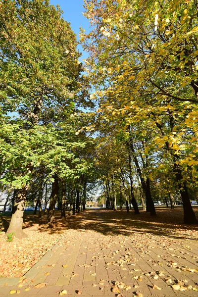 Vista Del Parque Otoño Con Árboles Hojas Que Caen Cerca — Foto de Stock
