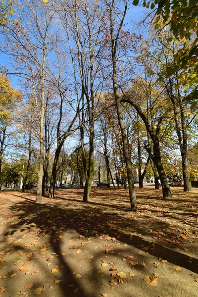 Вид Осеннего Парка Деревьями Опавшими Листьями Городе Нальчике Предгорьях Северного — стоковое фото
