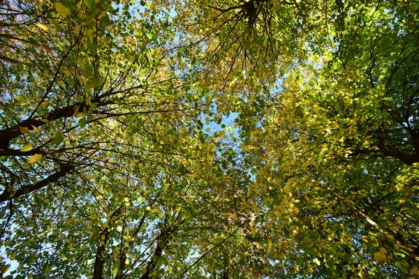 Vista Coroa Árvore Outono Com Folhas Caindo Parque Cidade Nalchik — Fotografia de Stock