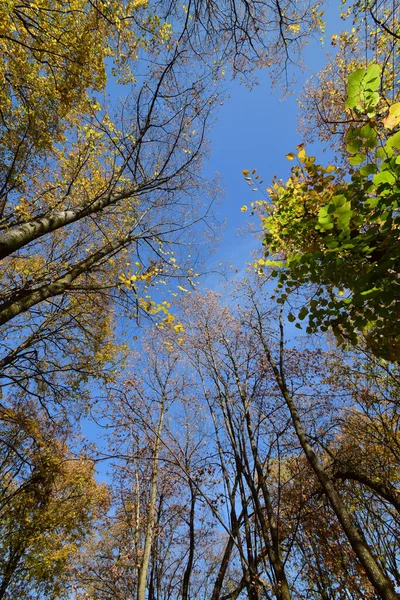 Panorama Árboles Otoñales Con Hojas Amarillas Verdes Contra Cielo Azul — Foto de Stock