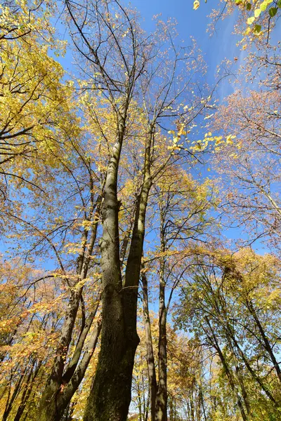 Panorama Árboles Otoñales Con Hojas Amarillas Contra Cielo Azul Ciudad — Foto de Stock