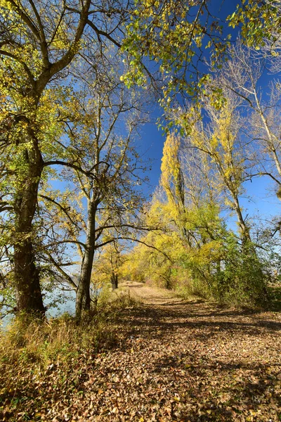 Panorama Árboles Otoñales Con Hojas Amarillas Camino Lago Salvaje Contra — Foto de Stock