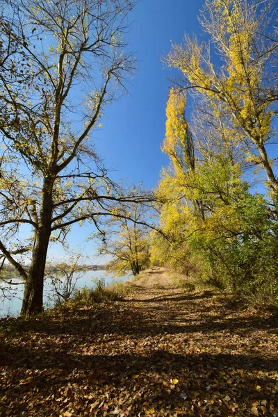 Vista Orilla Del Lago Otoño Tarde Con Árboles Amarillos Contra — Foto de Stock