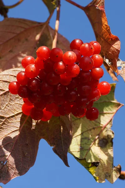 Jesienne Owoce Viburnum Red Viburnum Lantana Gałęzi Wśród Liści Podgórnym — Zdjęcie stockowe