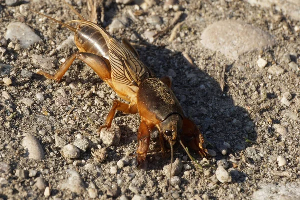 Kafkas kahverengi ayısı Gryllotalpa gryllotalpa Kuzey Kafkasya 'nın eteklerinde sürünüyor.