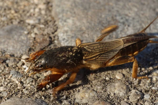 Primer Plano Gryllotalpa Gryllotalpa Marrón Caucásico Arrastrándose Por Suelo Suelo — Foto de Stock