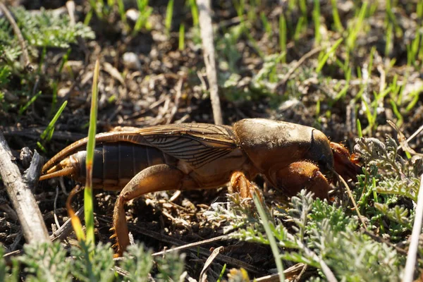 Kahverengi Fen Cırcırböceği Gryllotalpa Gryllotalpa Kuzey Kafkasya Nın Eteklerindeki Bir — Stok fotoğraf