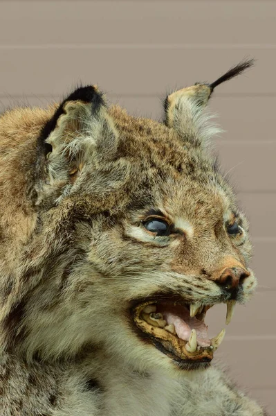 Portré Egy Kaukázusi Foltos Agyaras Macska Lynx Hiúz Foltos Bojtos — Stock Fotó