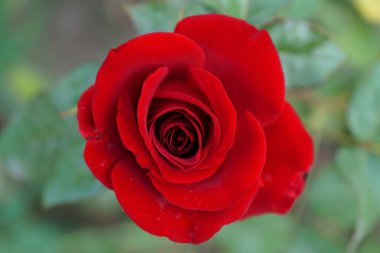 Kafkasya 'nın eteklerinde yeşil arka planda taç yaprakları olan kırmızı spiral ve çiçek açan.