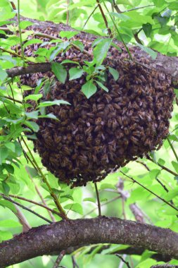 Genç bir arı sürüsünün ayrılışı Kuzey Kafkasya 'nın eteklerinde Apis mellifera kafkasya                              