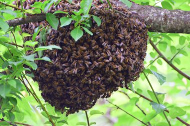  Genç bir arı sürüsünün üremesi Kuzey Kafkasya 'nın eteklerindeki bir ağaçta Apis mellifera kafkasya                              