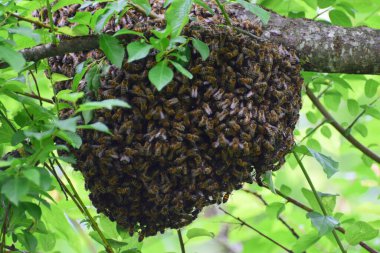 Arı sürüsü Apis mellifera Kafkasya bir ağacın dalları Kuzey Kafkasya 'nın eteklerindeki bir ormanda                               