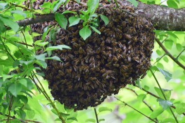 Genç arı sürüsü Apis mellifera kafkasya 'yı Kuzey Kafkasya' nın eteklerindeki dağlık ormanda kıstırır.