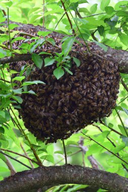 Arı sürüsü Apis mellifera Kafkasya yazın Kuzey Kafkasya 'nın eteklerindeki kiraz eriği ağacının yeşil dallarına asılır.                               