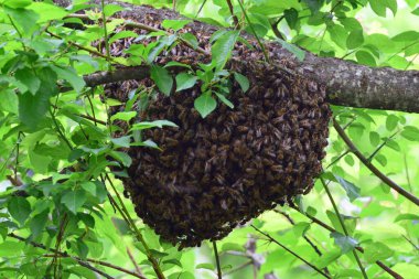 Arı sürüsü Apis mellifera Kafkasya yazın Kuzey Kafkasya 'nın eteklerindeki kiraz eriği ağacının yeşil dallarına asılır.                               