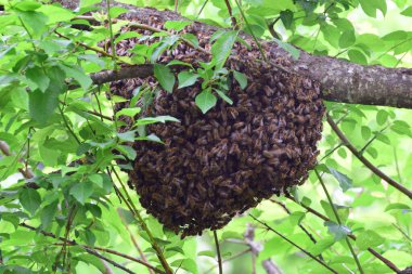 Arı sürüsü Apis mellifera Kafkasya yazın Kuzey Kafkasya 'nın eteklerindeki yaban eriği ağacının yeşil dallarına asılır.                               