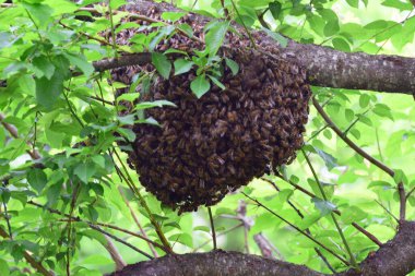 Kuzey Kafkasya 'nın eteklerindeki yaban eriği ağacının dallarında Apis mellifera kafkasya sürüsü kuruyor.