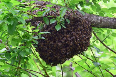 Apis mellifera kafkasya arı sürüsü Kuzey Kafkasya 'nın eteklerindeki yeşil yaban eriği ormanlarının dallarında asılı.