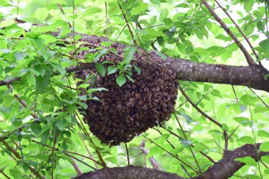 Kuzey Kafkasya 'nın eteklerindeki yaban eriği ağacının dallarında Apis mellifera kafkasya sürüsü kuruyor.