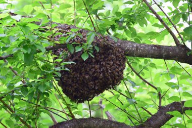 Apis mellifera kafkasya arı sürüsü Kuzey Kafkasya 'nın eteklerindeki yeşil yaban eriği ormanlarının dallarında asılı.