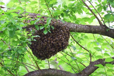 Arı sürüsü Apis mellifera kafkasya Kuzey Kafkasya 'nın eteklerindeki kiraz eriği ağacının yeşil dallarına asılır.