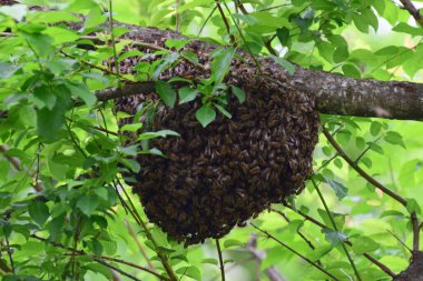 Arı sürüsü Apis mellifera Kafkasya Kuzey Kafkasya 'nın eteklerindeki kiraz eriği ağacının yeşil dallarında                               