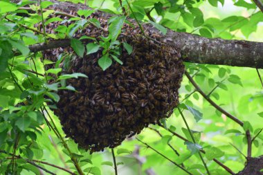 Arı sürüsü Apis mellifera kafkasya Kuzey Kafkasya 'nın eteklerindeki kiraz eriği ağacının dallarında                             